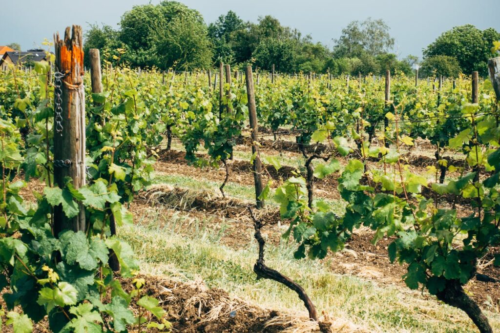Vineyard with rows of vines