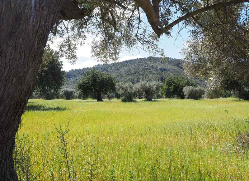 Stay Olive grove with lawn and wooded hills in Umbria