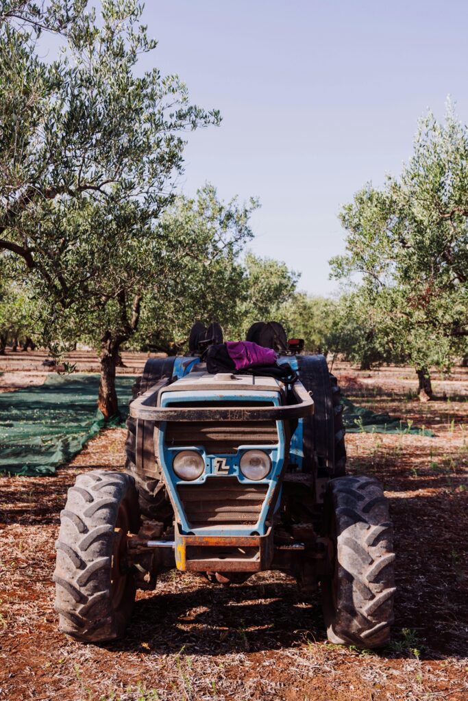 Tractor among the olive trees under a blue sky