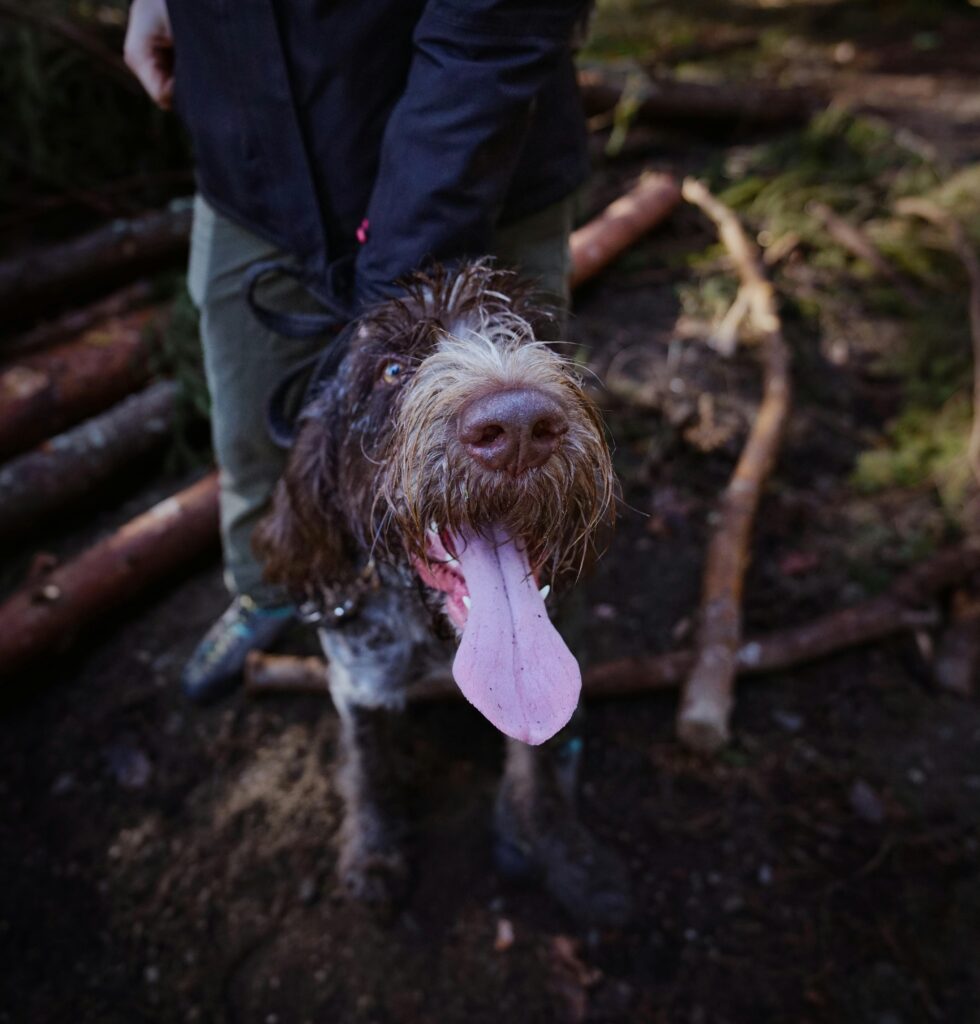 Truffle dog in the woods