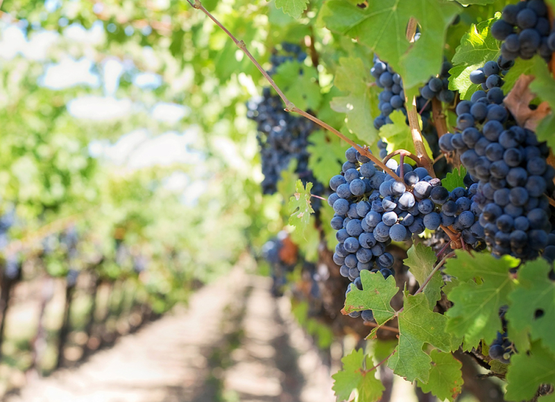 Bunches of black grapes on the vine