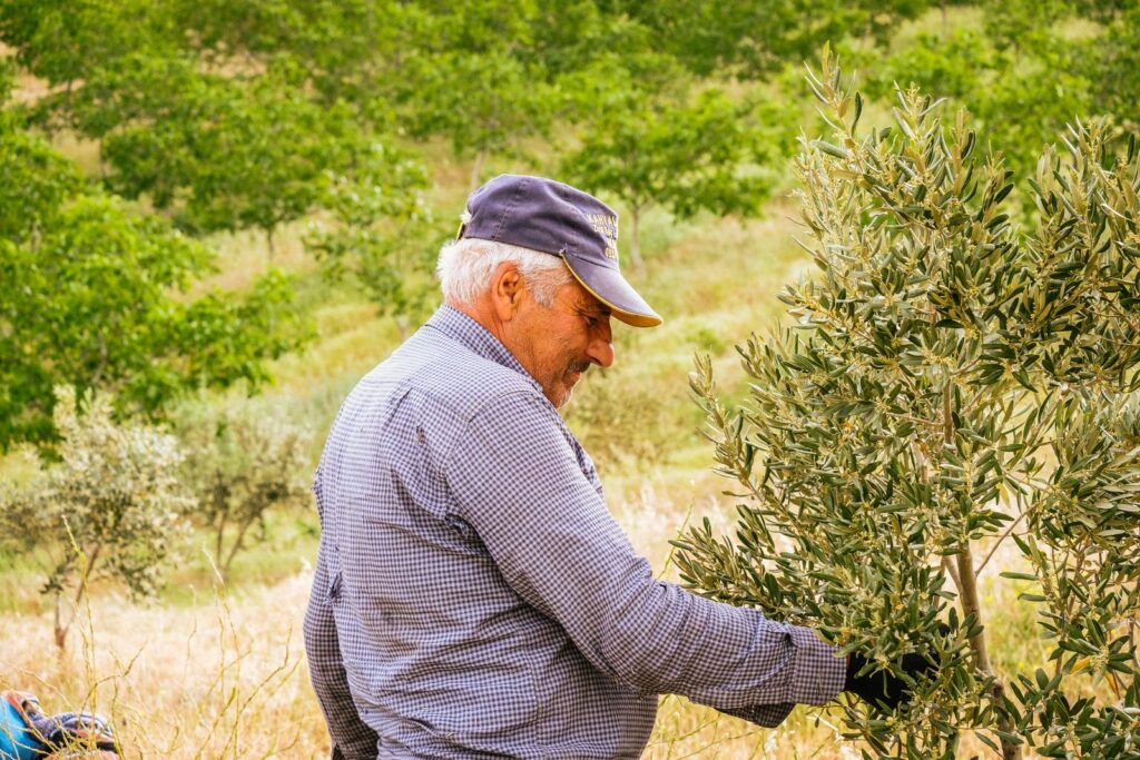 Elderly farmer working on an olive tree