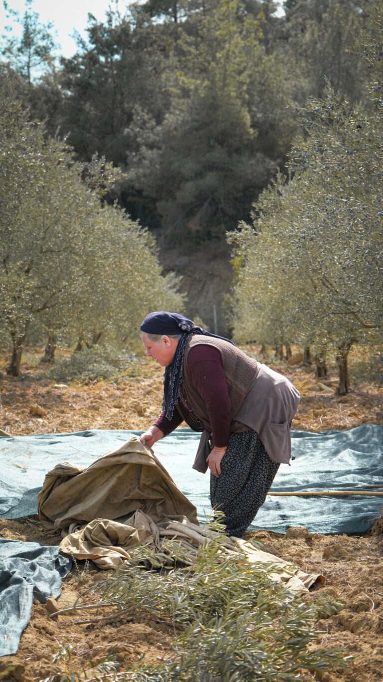 Nets with olives under the trees during the harvest