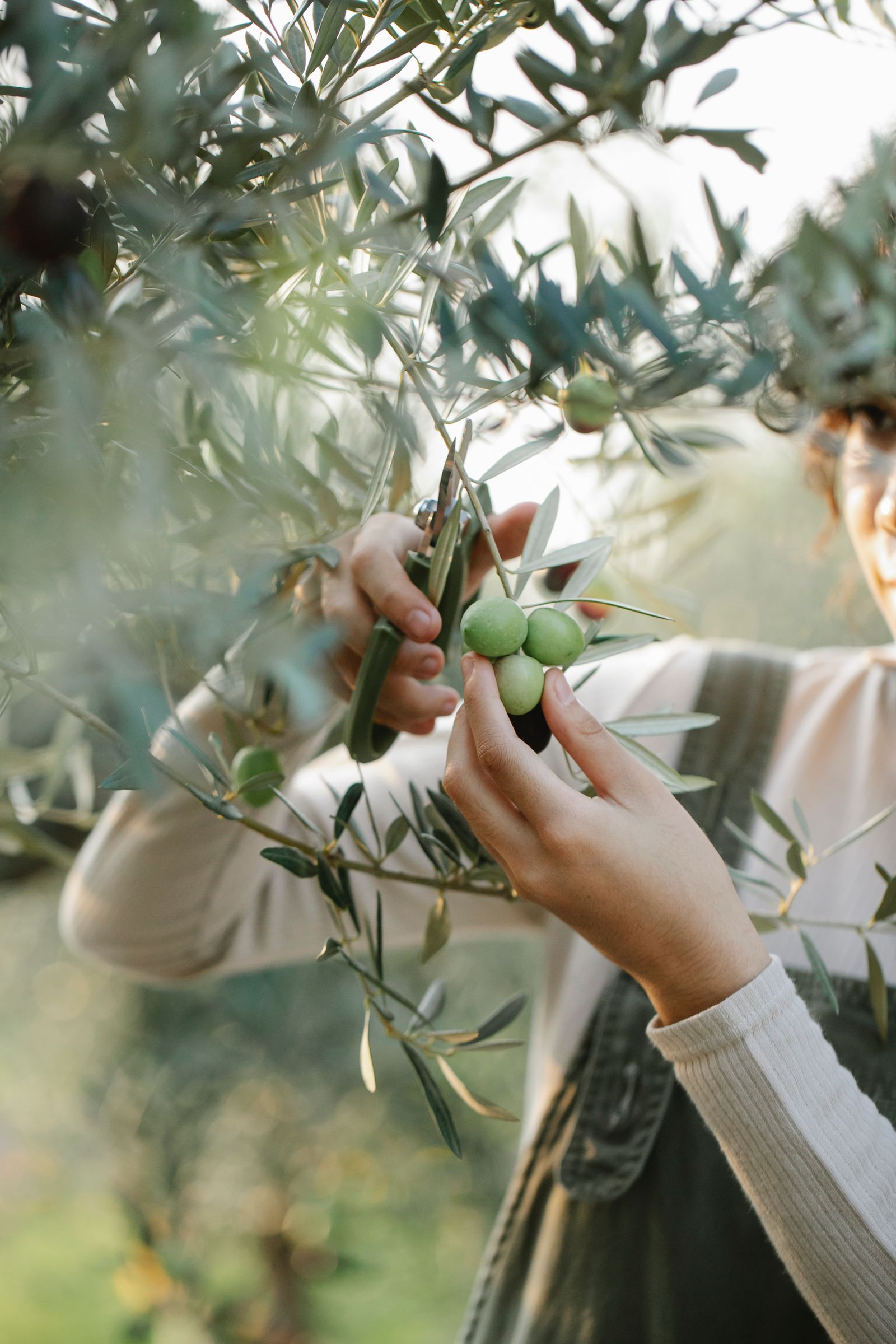 Olives being picked by hand