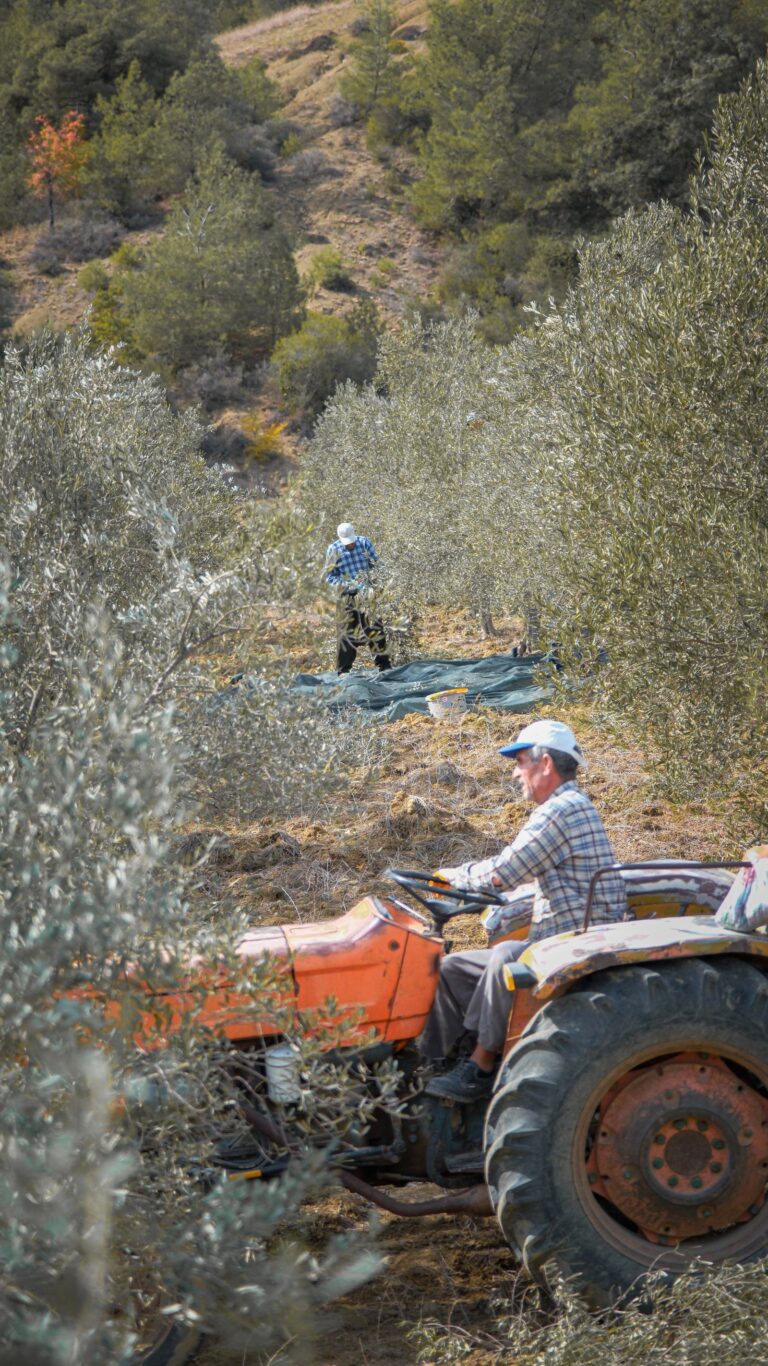 Tractor in the olive grove during the harvest