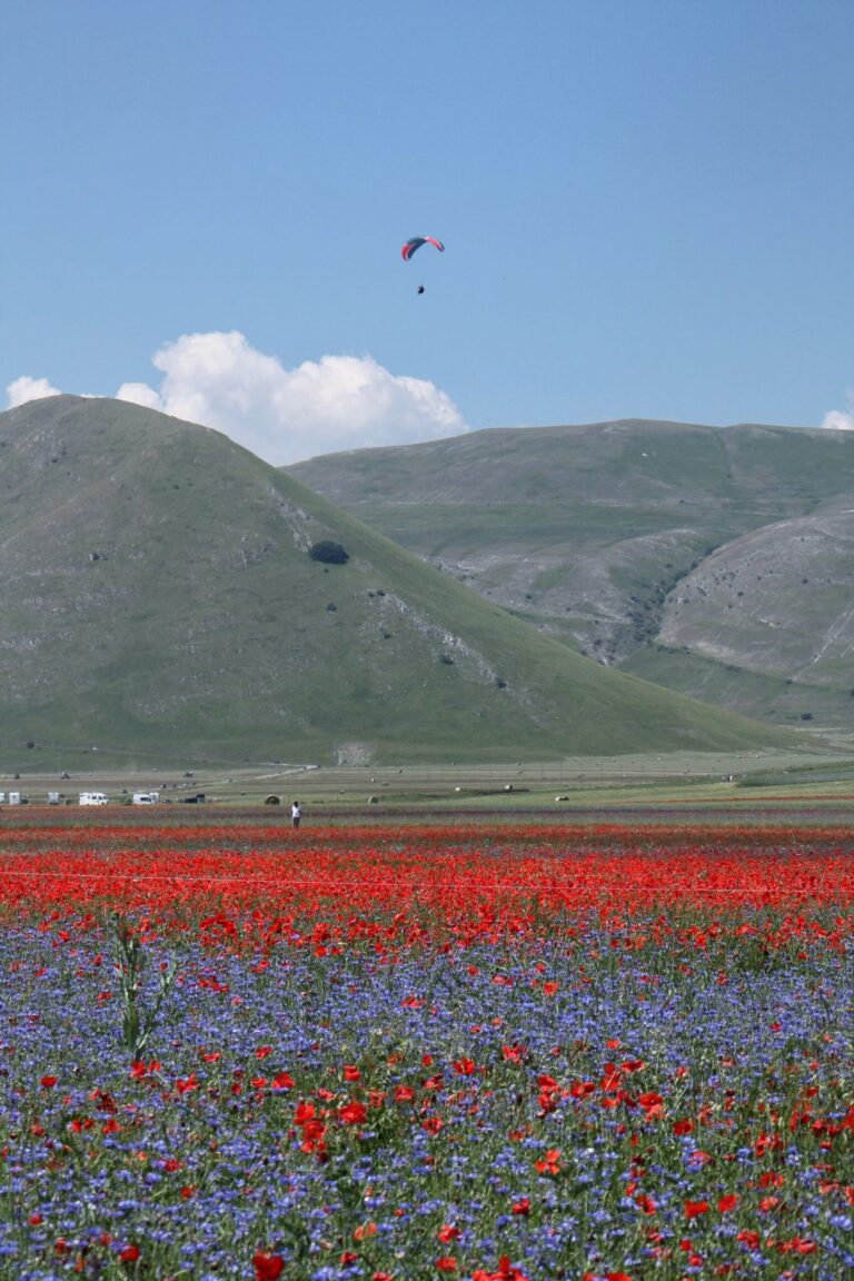 Red poppies and blue flowers in the high plateau near Castelluccio