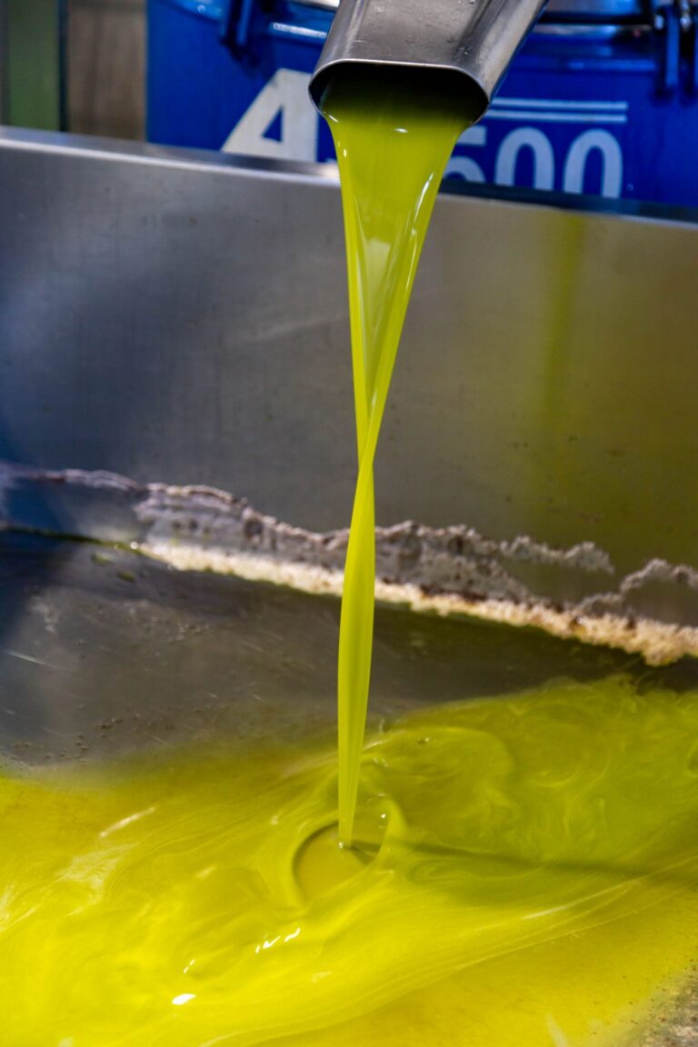 Fresh olive oil flows out of an olive oil mill