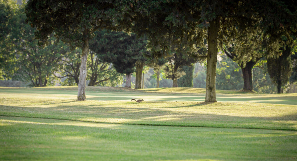 Fairway van Golf Club Perugia tussen de bomen in het ochtendlicht