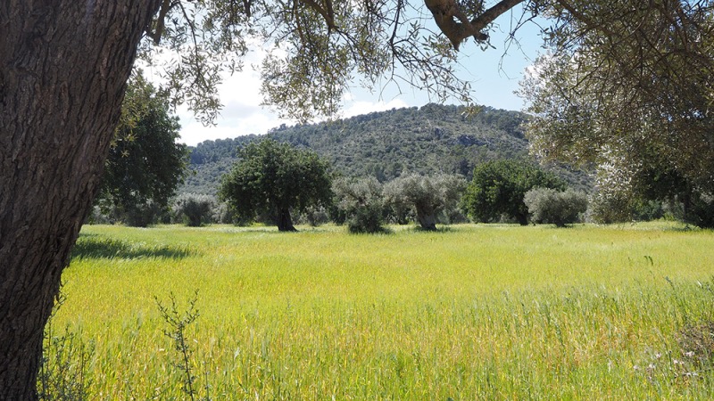 Groen veld met olijfbomen en beboste heuvels