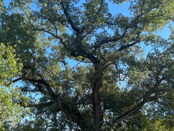 The big oak tree on the Casa Tre Pettirossi estate