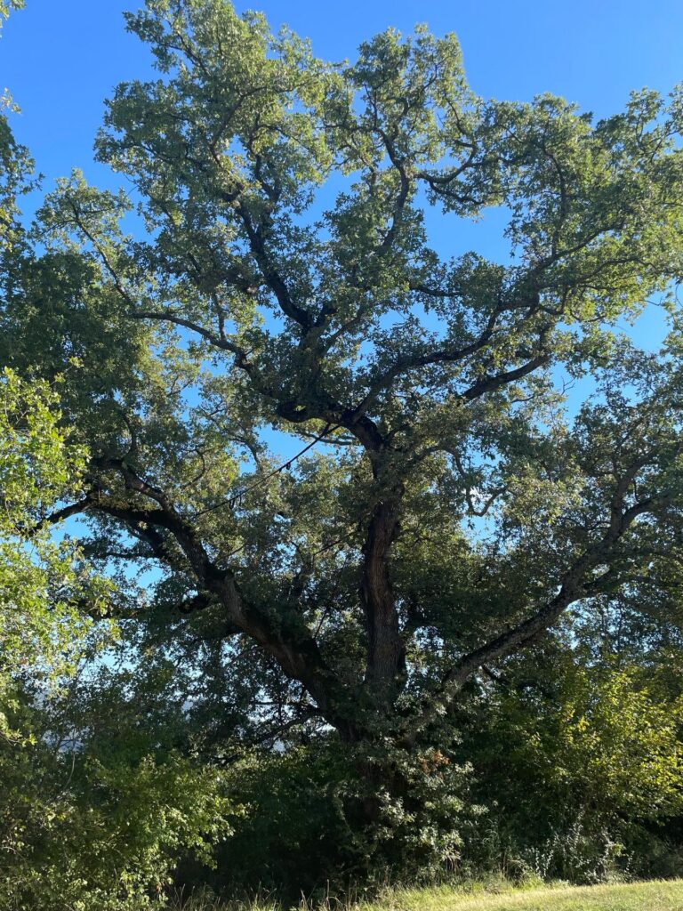 The big oak tree on the Casa Tre Pettirossi estate