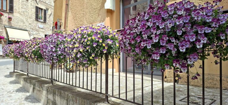 Flowers along a street in Spello